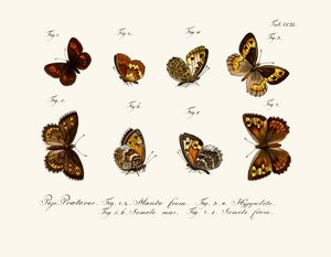 Mariposas de German School