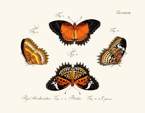 Mariposas de German School
