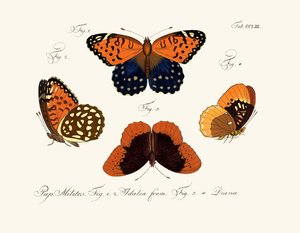 Mariposas de German School