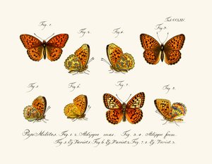 Mariposas de German School