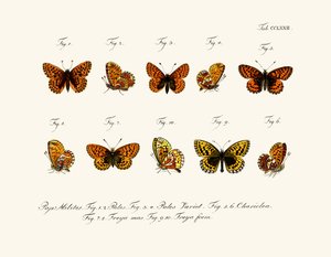 Mariposas de German School
