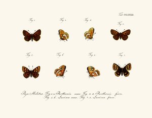 Mariposas de German School