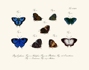Mariposas de German School