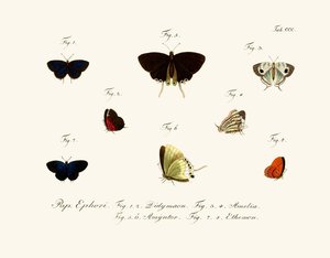 Mariposas de German School