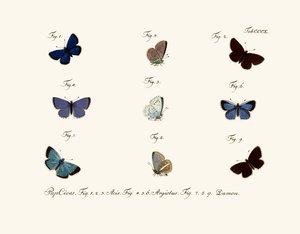 Mariposas de German School