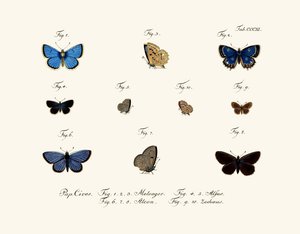 Mariposas de German School