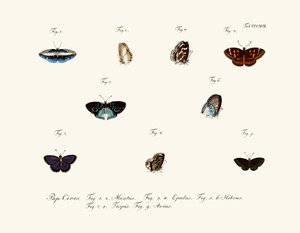 Mariposas de German School