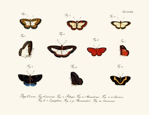 Mariposas de German School