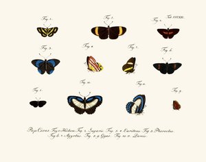 Mariposas de German School