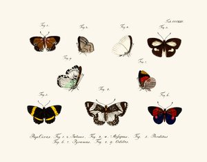 Mariposas de German School