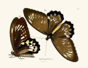 Mariposas de German School