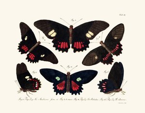 Mariposas de German School
