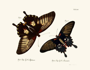 Mariposas de German School
