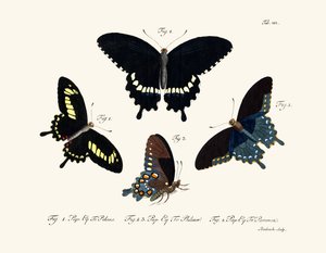 Mariposas de German School