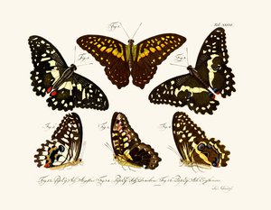 Mariposas de German School
