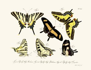 Mariposas de German School