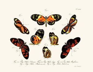 Mariposas de German School
