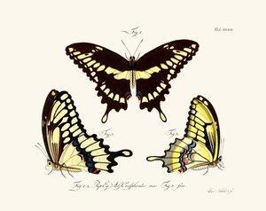 Mariposas de German School