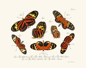 Mariposas de German School