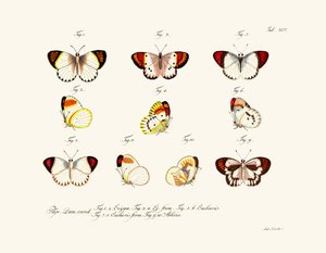 Mariposas de German School