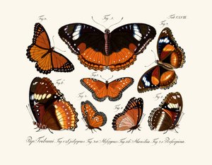 Mariposas de German School