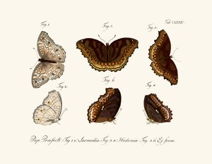 Mariposas de German School