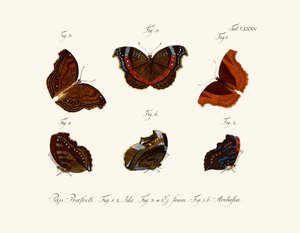 Mariposas de German School