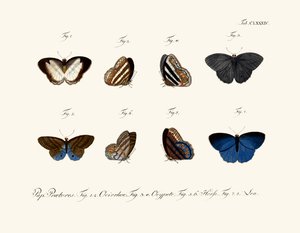 Mariposas de German School