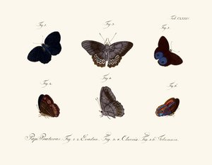 Mariposas de German School