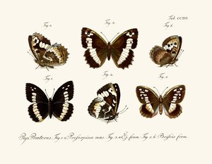 Mariposas de German School