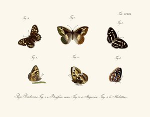 Mariposas de German School
