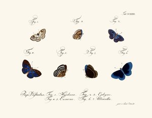 Mariposas de German School