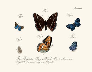 Mariposas de German School