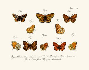 Mariposas de German School