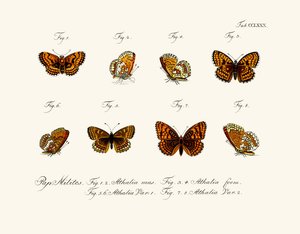 Mariposas de German School