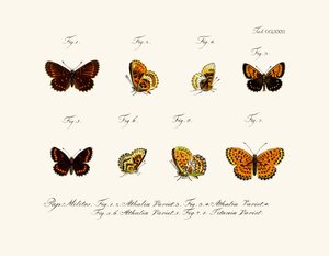 Mariposas de German School