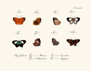 Mariposas de German School