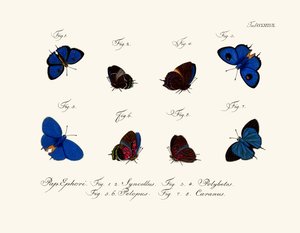 Mariposas de German School