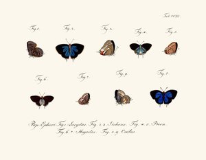 Mariposas de German School