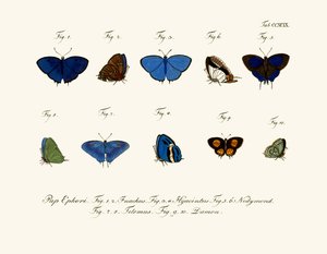 Mariposas de German School