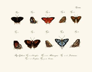 Mariposas de German School