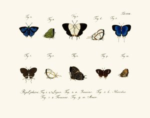 Mariposas de German School