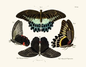 Mariposas de German School