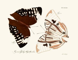 Mariposas de German School