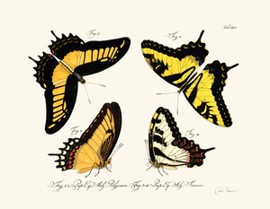 Mariposas de German School