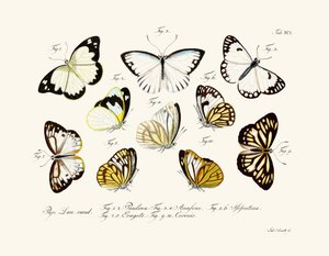 Mariposas de German School