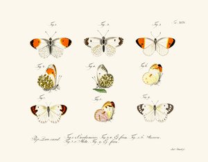 Mariposas de German School