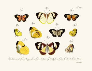 Mariposas de German School