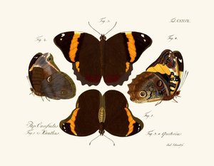 Mariposas de German School
