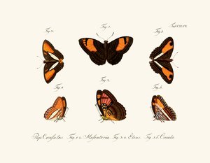 Mariposas de German School